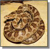 160px-GPRat snake.jpg