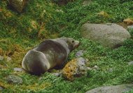 190px-Sub Antarctic fur seal 1.jpg