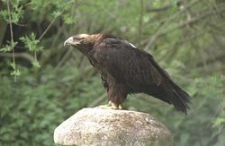 250px-Eastern imperial eagle (Aquila heliaca).jpg