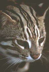 250px-Leopard cat (Felis bengalensis).jpg