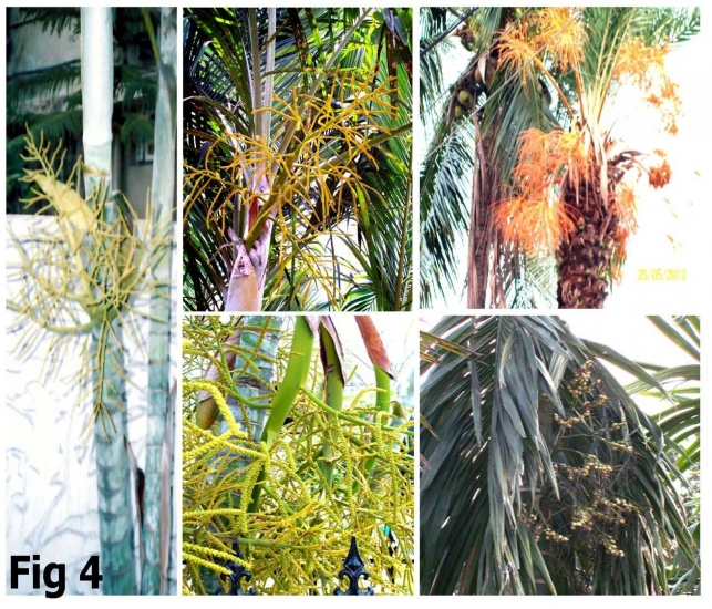 Areca-figure-four.jpg