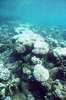 Coral bleachingevent.jpg