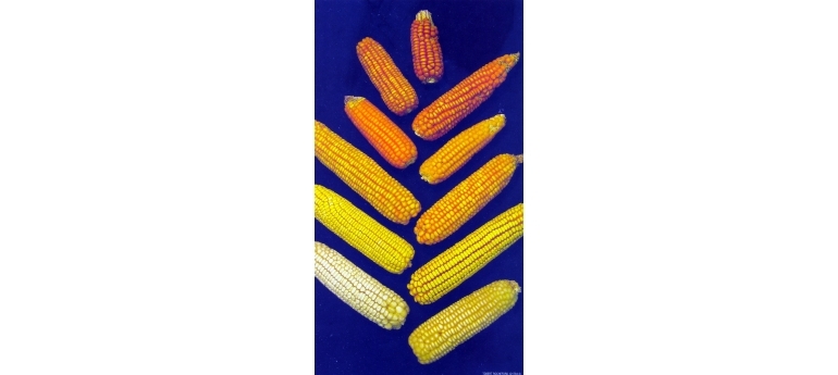 Corn-Tree.jpg