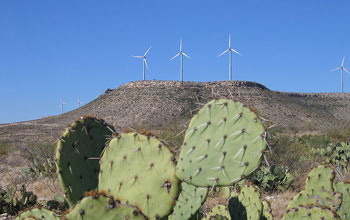 Wind-farms-cacti-wikimedia-commons.jpg