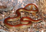 160px-Ground snake.jpg