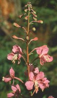 200px-Fireweed.jpg