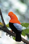 149px-Andean male bird.jpg