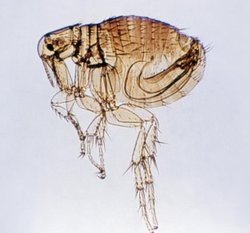 250px-Yersinia pestis Vector Flea CDC.jpg