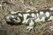 Tiger salamander.gif