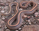 160px-Big bend patchnose snake.jpg