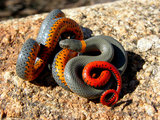 160px-Ring-necked snake.jpg