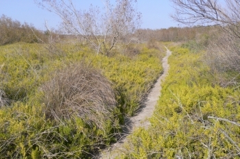 CoastalprairieEverglades NP.jpg