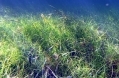 Seagrass NSF-.jpg