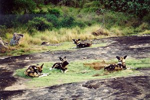 300px-African wild dog (Lycaon pictus), Zimbabwe.jpg