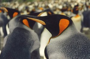 300px-King Penguin5.jpg