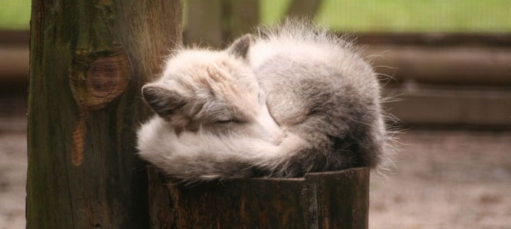 Arctic-fox.jpg
