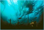 150px-Olympic kelp forest.jpg