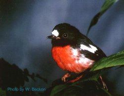 250px-Scarlet robin.jpg