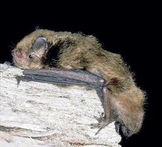 230px-Large Forest Bat.jpg