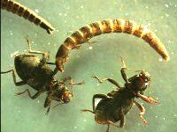 Riffle beetles adult and larvae.jpg