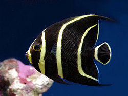 Juvenile queen angelfish. Source: © www.copyright-free-pictures.org.uk