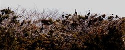 250px-Hope island cormorants.JPG