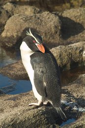 260px-Snares crested penguin1.jpg