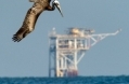 BirdandRig web-Deepwater-Horizon-oil-spill-04eoe1292249200.jpg