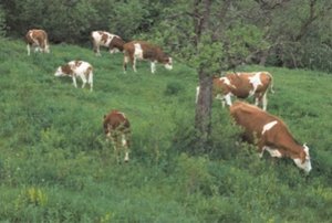 300px-Grazing cattle.jpg