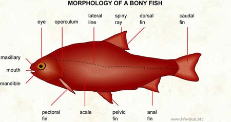 450px-Bony fish morphology.jpg