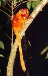 150px-Golden lion tamarin.jpg