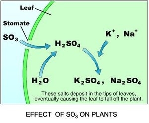 300px-Ch16Effect of Sulfor trioxide on plants.JPG.jpeg