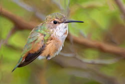 Female-rufous-hb.jpg