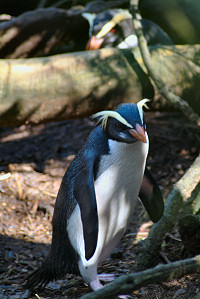 Fiordland penguin1.jpg