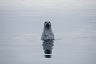 195px-Spotted seal 1.jpg
