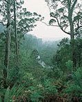 149px-Karri forest.jpg