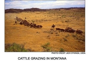 300px-AP ES cattle grazing.jpg.jpeg