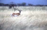 199px-Larger gazelle species.jpg