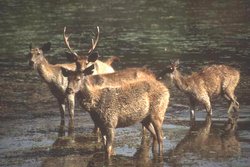 250px-Sambar deer.jpg