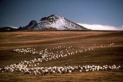 249px-Chang Tang Wildlife Reserve, Tibet2.jpg