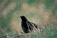 199px-Caucasian black grouse.jpg