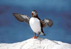 250px-Atlantic puffin.jpg