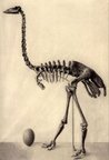 Skeleton and egg of an extinct elephant bird, Madagascar, 1913. (Source: Monnier/<a href=%27http_/www.nsf.gov/%27.html class='external text' title='http://www.nsf.gov/' rel='nofollow'>NSF</a>)