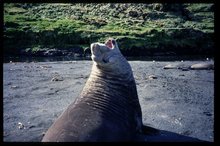 220px-Southern elephant seal 3.jpg