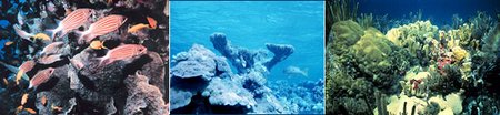 450px-Coral reef sequence.jpg