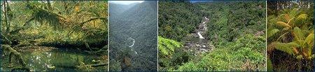 450px-Forest rain sequence.jpg