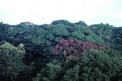 Canopy--campo-reserve--cameroon.jpg