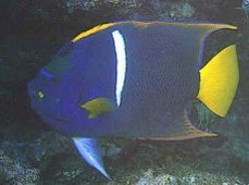 229px-Reef-fish.jpg