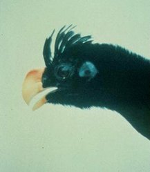 249px-Alagoas curassow.jpg