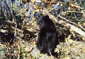 300px-Na0406 black bear us.jpg